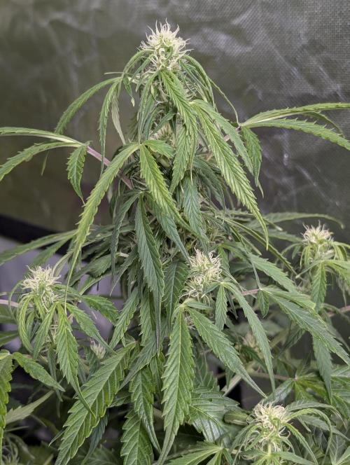 Runtz Auto x4. Week 9 - N4