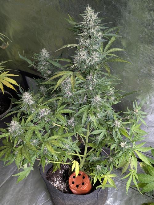 Purple Opium Auto x5. Week 9 - N1