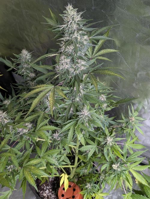 Purple Opium Auto x5. Week 9 - N1