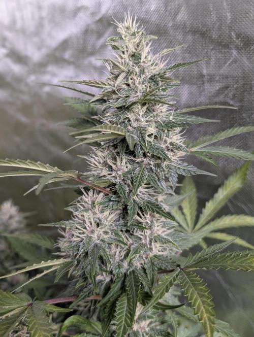 Purple Opium Auto x5. Week 9 - N1