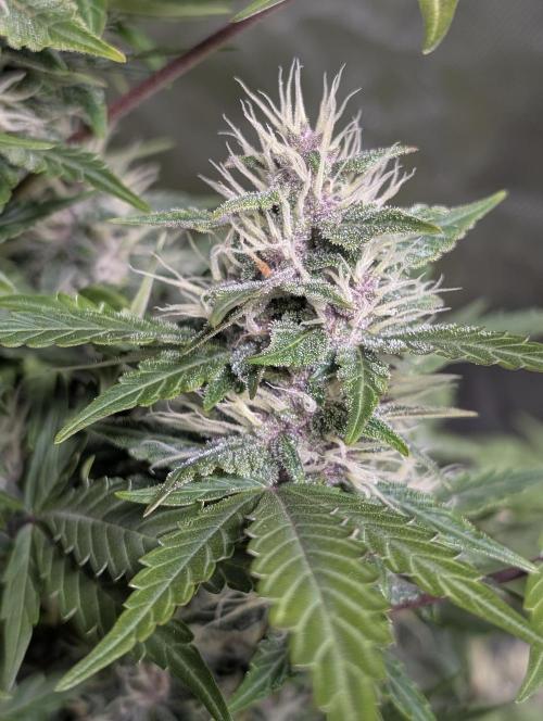 Purple Opium Auto x5. Week 9 - N1