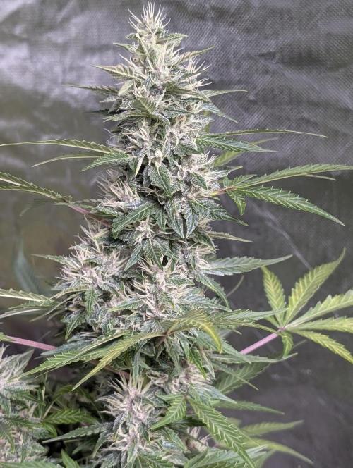 Purple Opium Auto x5. Week 9 - N1