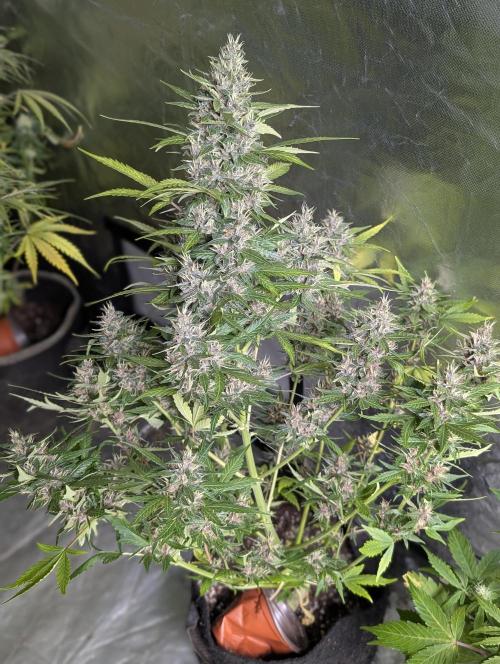 Purple Opium Auto x5. Week 9 - N2