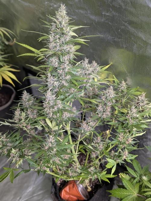 Purple Opium Auto x5. Week 9 - N2