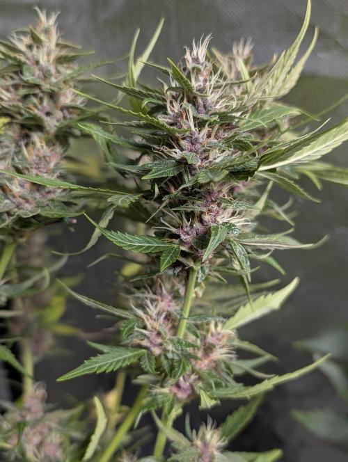 Purple Opium Auto x5. Week 9 - N2