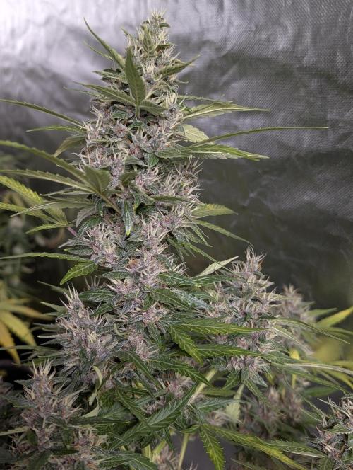 Purple Opium Auto x5. Week 9 - N2