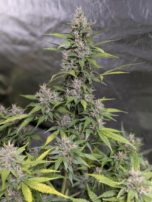 Purple Opium Auto x5. Week 9 - N2