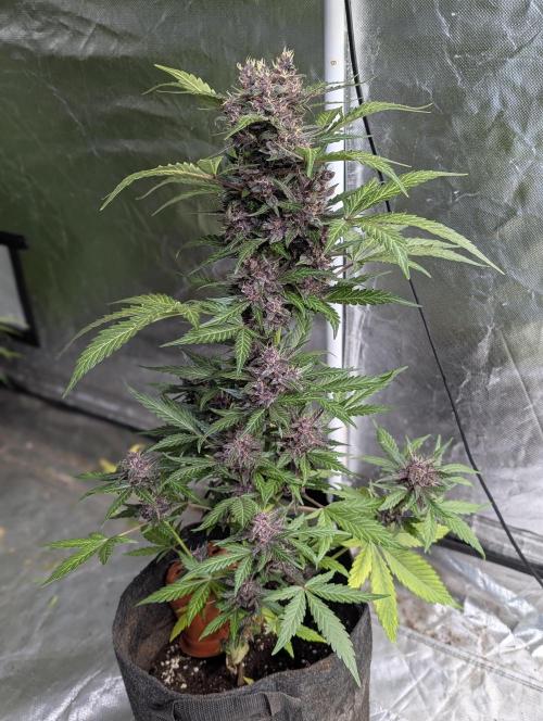 Purple Opium Auto x5. Week 9 - N3