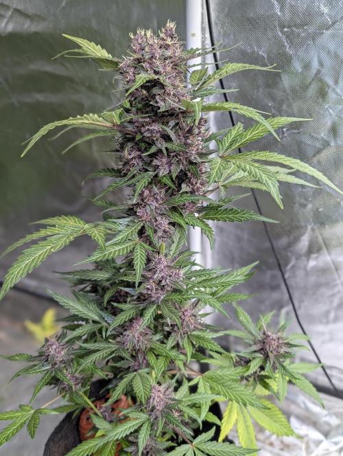 Purple Opium Auto x5. Week 9 - N3