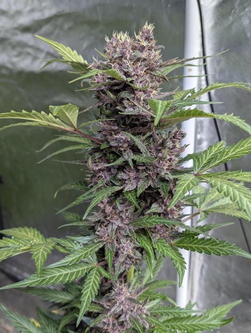 Purple Opium Auto x5. Week 9 - N3