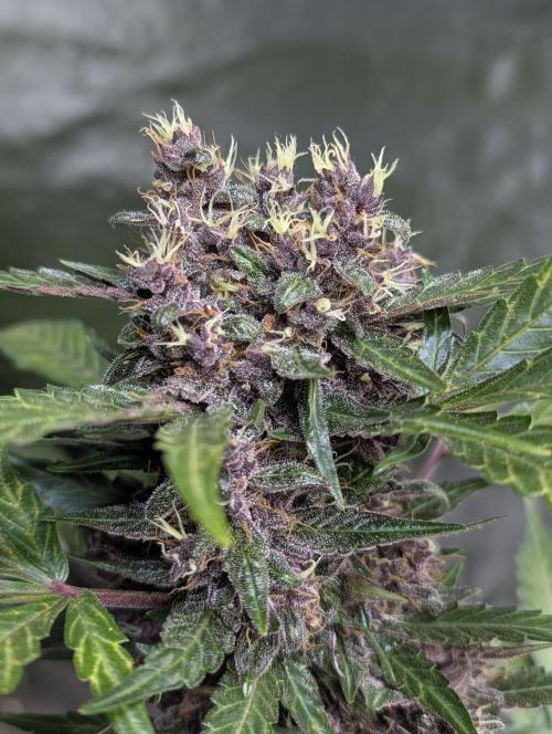 Purple Opium Auto x5. Week 9 - N3