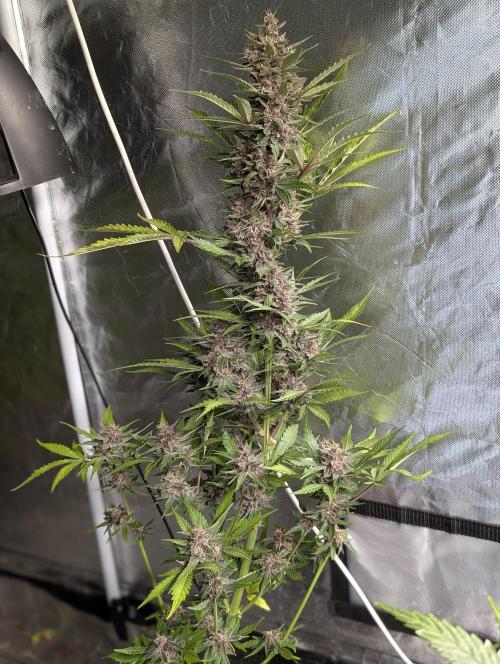 Purple Opium Auto x5. Week 9 - N4