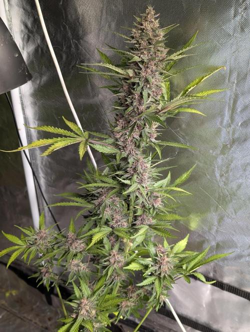 Purple Opium Auto x5. Week 9 - N4