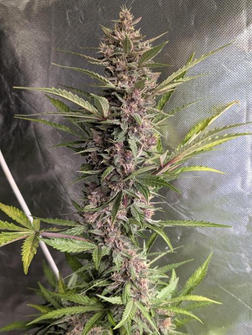 Purple Opium Auto x5. Week 9 - N4