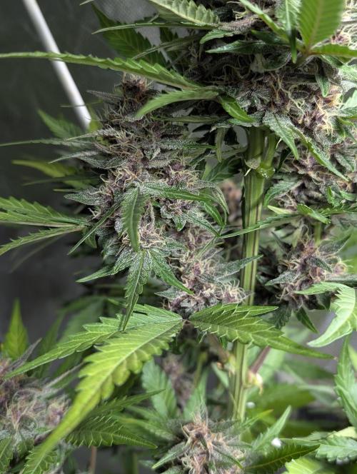 Purple Opium Auto x5. Week 9 - N4