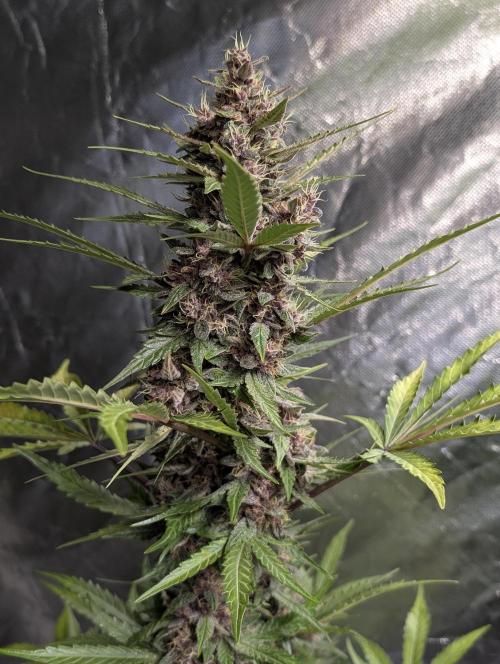 Purple Opium Auto x5. Week 9 - N4