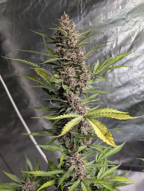 Purple Opium Auto x5. Week 9 - N4