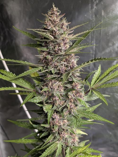 Purple Opium Auto x5. Week 9 - N4