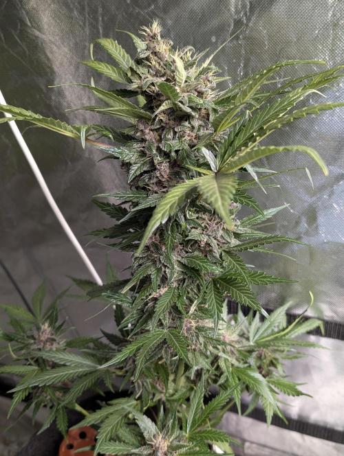 Purple Opium Auto x5. Week 9