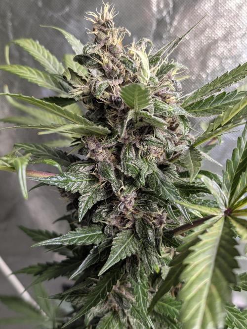 Purple Opium Auto x5. Week 9