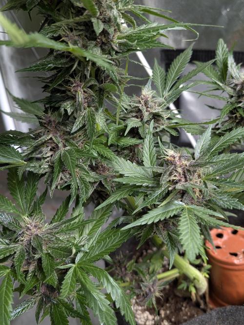 Purple Opium Auto x5. Week 9