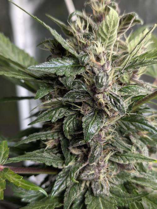 Purple Opium Auto x5. Week 9