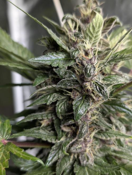 Purple Opium Auto x5. Week 9