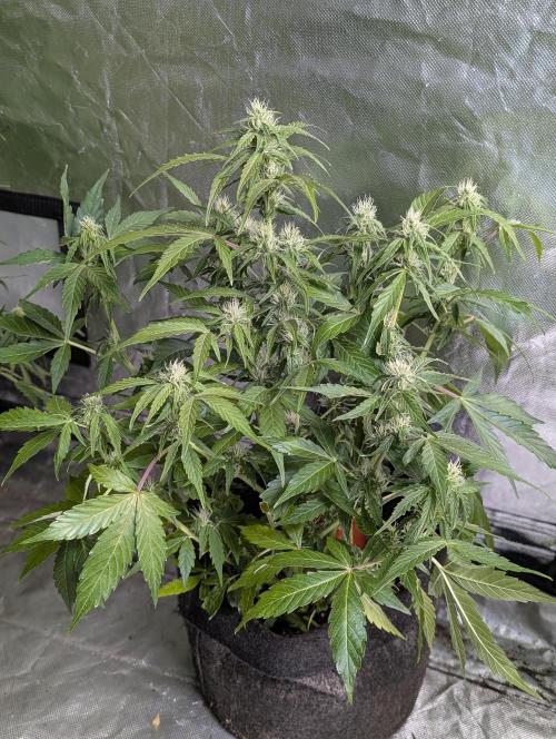 Afghani Bullet x5. Week 9 - N1