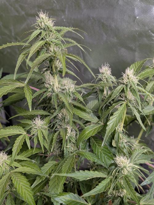 Afghani Bullet x5. Week 9 - N1