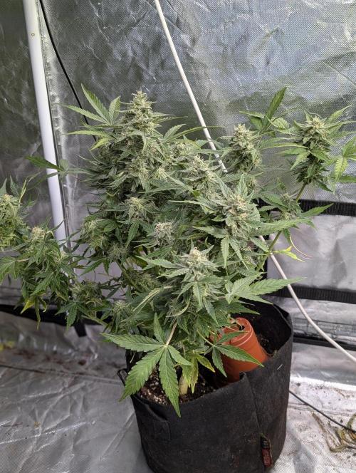 Afghani Bullet x5. Week 9 - N2