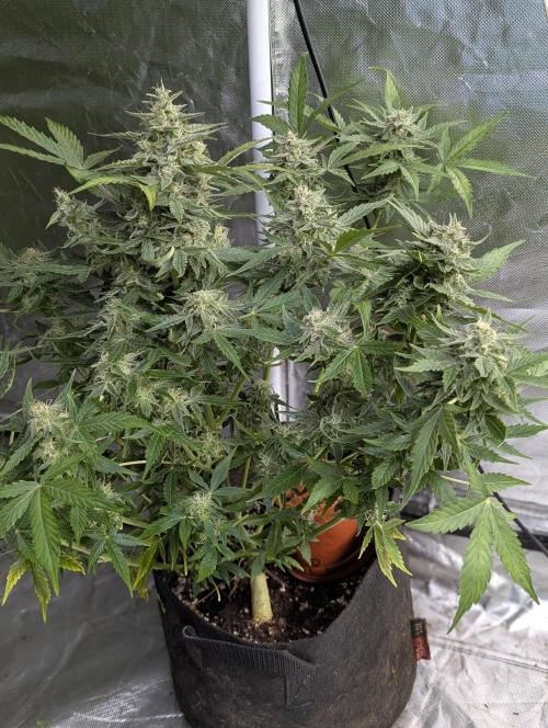 Afghani Bullet x5. Week 9 - N2