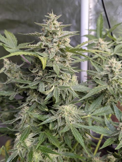 Afghani Bullet x5. Week 9 - N2