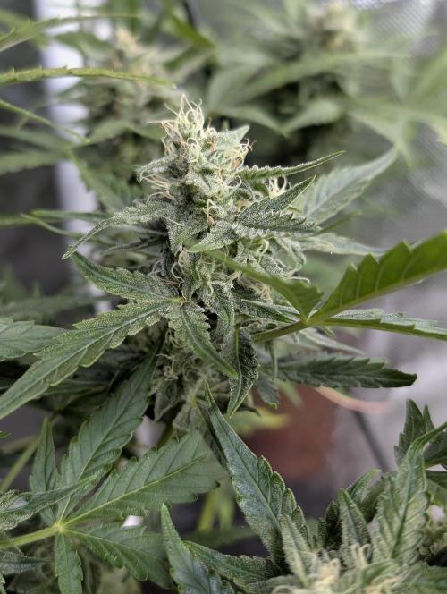 Afghani Bullet x5. Week 9 - N2