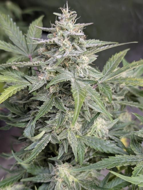 Afghani Bullet x5. Week 9 - N2