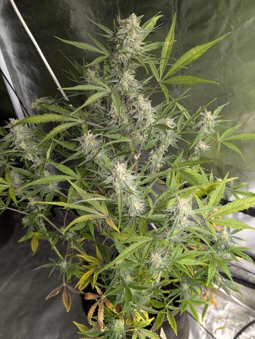 Afghani Bullet x5. Week 9 - N3