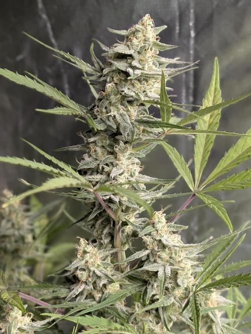 Afghani Bullet x5. Week 9 - N3