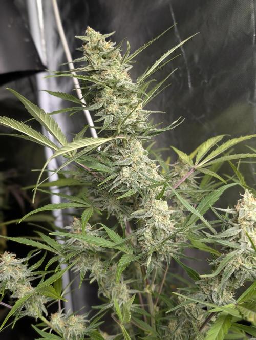 Afghani Bullet x5. Week 9 - N3