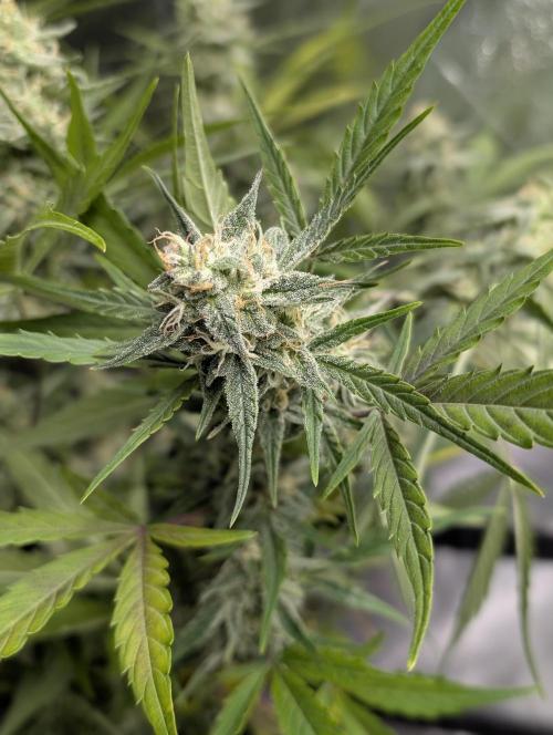 Afghani Bullet x5. Week 9 - N3