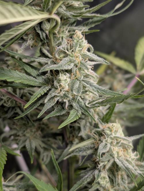 Afghani Bullet x5. Week 9 - N3