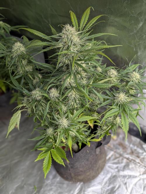 Pablo Escobar auto x3. Week 9 - N1