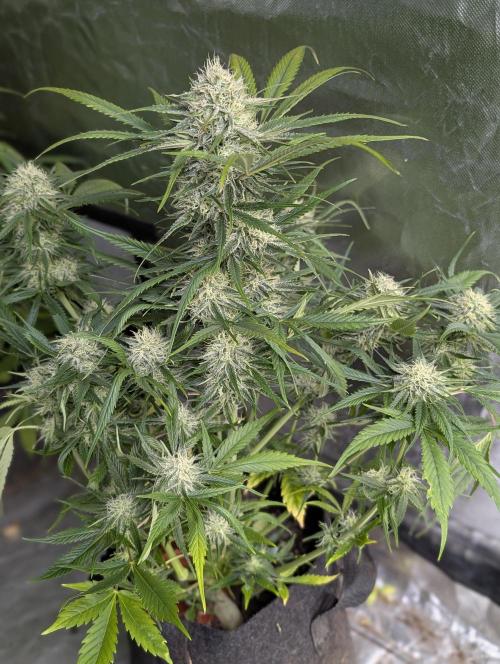 Pablo Escobar auto x3. Week 9 - N1