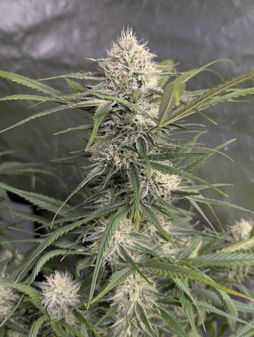 Pablo Escobar auto x3. Week 9 - N1