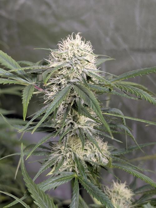 Pablo Escobar auto x3. Week 9 - N1