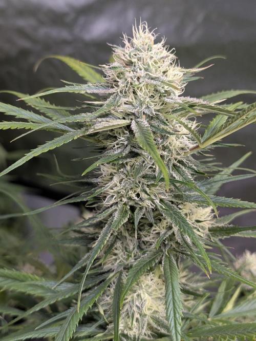 Pablo Escobar auto x3. Week 9 - N1