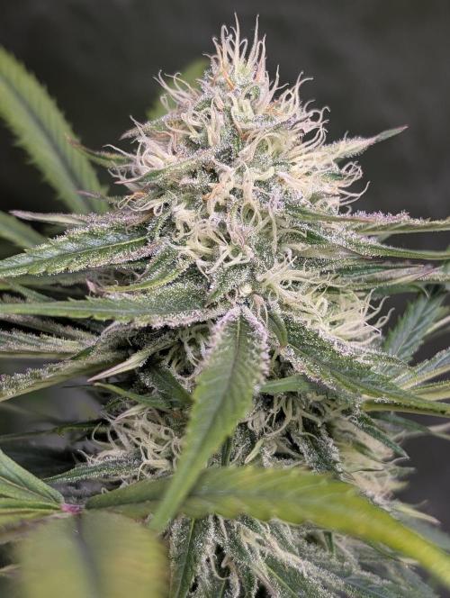 Pablo Escobar auto x3. Week 9 - N1