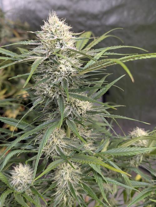 Pablo Escobar auto x3. Week 9 - N1