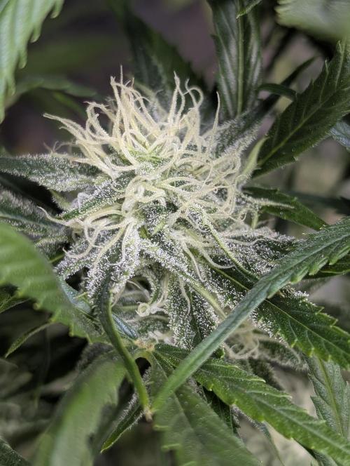 Pablo Escobar auto x3. Week 9 - N1