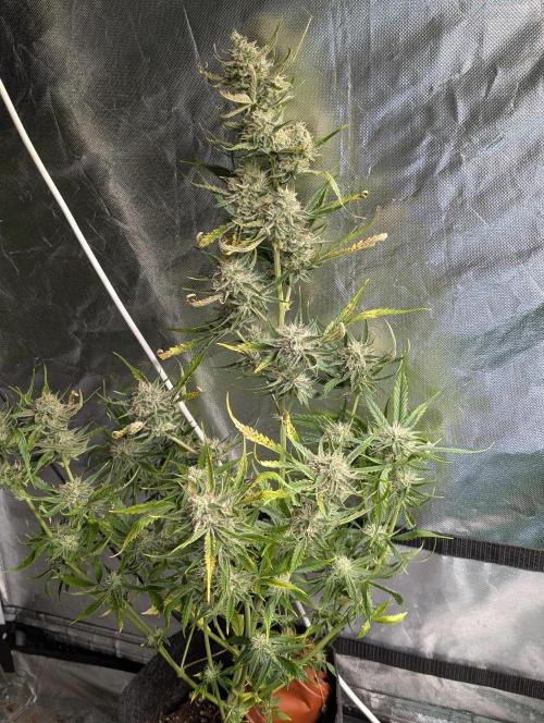 Pablo Escobar auto x3. Week 9 - N2