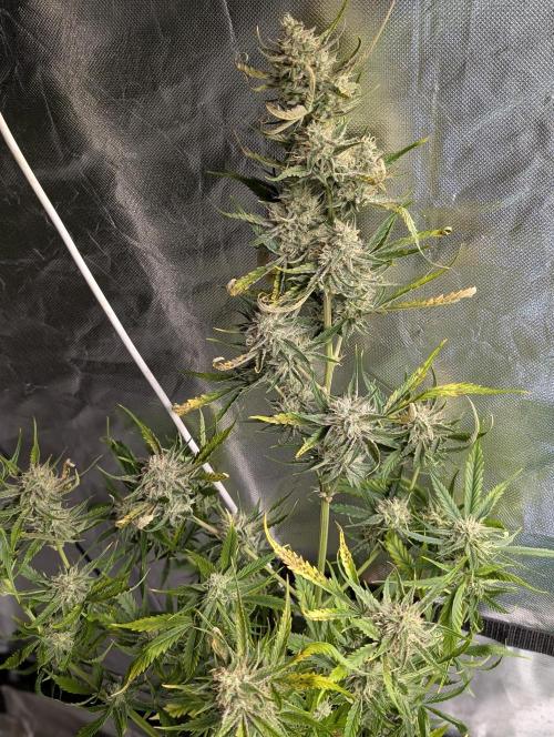 Pablo Escobar auto x3. Week 9 - N2