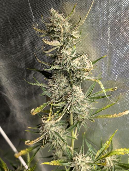 Pablo Escobar auto x3. Week 9 - N2